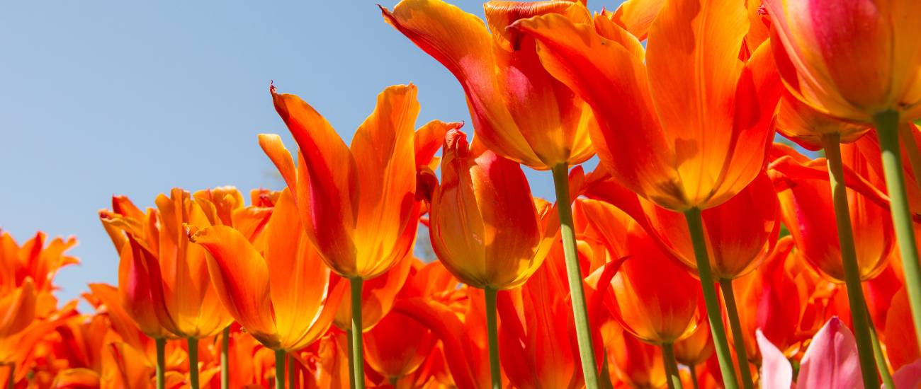 Tulpen gehören zum Mai wie der Muttertag